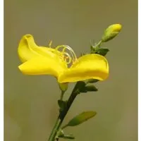 Produktbild Niedriger Elfenbeinginster Niki 20-30cm - Cytisus kewensis