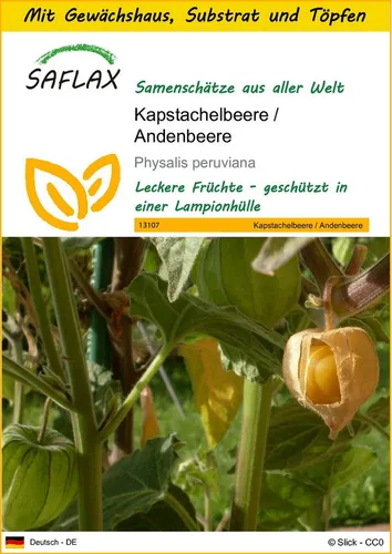 SAFLAX Blumensamen SAFLAX - Anzuchtset - Kapstachelbeere / Andenbeere