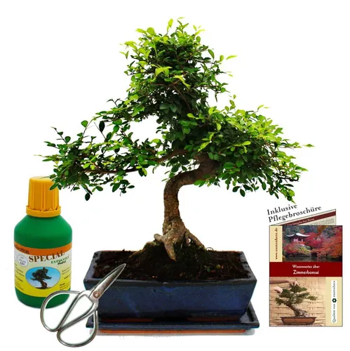 Bonsai - Ulmus parviflora - Geschenkset mit Dünger und Schere - Chinesische Ulme Bonsai, ca. 12-15 Jahre alt, inkl. 250ml Dünger und Schere - ideal für kühle Zimmer und als einzigartiges Geschenk.