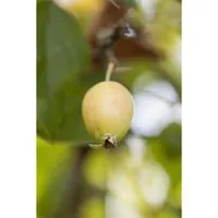 Malus John Downie Zierapfel – Dekorative Früchte für Garten - Der Malus ‘John Downie’ ist ein attraktiver Zierapfel mit zahlreichen Blüten und leuchtenden, birnenförmigen Früchten. Ideal für Garten, Terrasse oder als Solitär, robust und pflegeleicht.