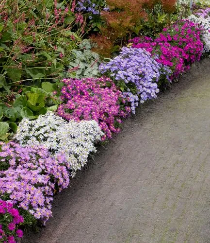 BALDUR Garten Beet-Astern 'Meerblick' - Bunte Blütenpracht für Ihr Staudenbeet - Blumensamen & -pflanzen: Winterharte, pflegeleichte Staude, die Bienen & Schmetterlinge anzieht und von August bis Oktober blüht.