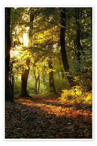 Posterlounge Wandbild Abendzeit in einem Wald, Editors Choice, erhältlich als Poster, Leinwandbild, Wandsticker oder Acrylglasbild