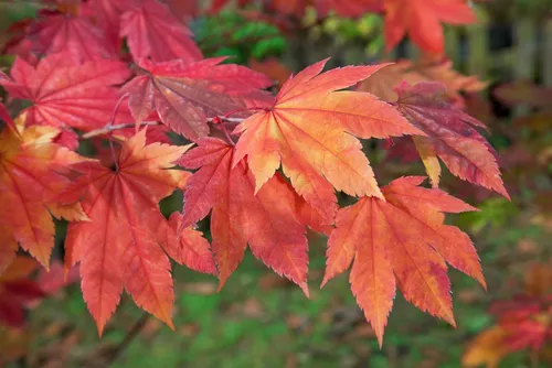 Japanischer Ahorn 'Indian Summer', Acer japonicum - Ziergehölz mit beeindruckender Herbstfärbung in Rot, Orange und Gelb. Pflegeleicht, winterhart und ideal für halbschattige Standorte. Perfekt für japanische Gärten und als Blickfang.