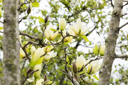Magnolia 'Honey Tulip' - Bienenfreundliche Schönheit - Ziergehölz mit großen, honiggelben Blüten und eleganten Blättern, pflegeleicht und ideal für Gärten, zieht Bestäuber an und winterhart bis -15°C.