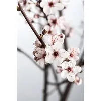 Blutpflaume Prunus cistena, 1 St.