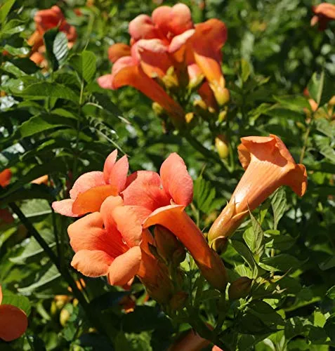 Produktbild von Kletterrose Sympathy – Pflanze – Dunkelrote Blüten, Schnell Wachsend, Ideal Für Bögen & Zäune – 2 Pflanzen – Keine Samen, Keine Zwiebeln Und Nicht Künstlich