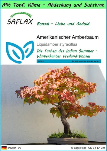 SAFLAX Blumensamen SAFLAX - Garden to go - Amerikanischer Amberbaum