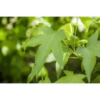Liquidambar Styraciflua 'Slender Silhouette' – Schlanker Amberbaum 100–125 cm - Der schlanke Amberbaum 'Slender Silhouette' begeistert mit auffälligem, tief gelapptem Laub und spektakulärer Herbstfärbung. Ideal für schmale Beete und als eleganter Solitär in modernen Gärten.