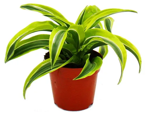 Drachenbaum - Dracaena deremensis fragrans Lemon Lime - 12cm Topf - gelb-grüne Blätter