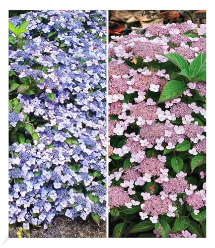 BALDUR Garten 2er Zwerg-Hortensien-Kollektion, Pflanzen im 9x9 cm-Topf, je 1 Pflanze Zwerg-Hortensie Koreana und Lace Delight, Hydrangea winterhart, Bodendecker, Hydrangea marcrophylla & serrata