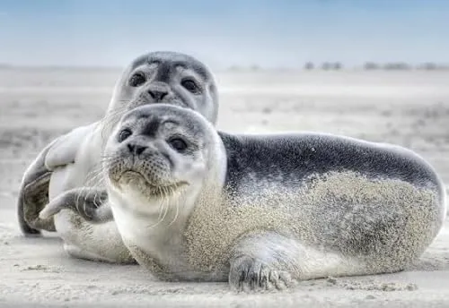 Cornelissen 3 D Ansichtskarte Seehunde, Postkarte Wackelkarte Hologrammkarte Tier Robben