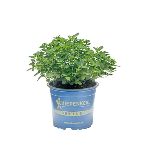 Kiepenkerl Echter Oregano Pflanze Origanum vulgare winterhart Pizza-Kraut 12cm Topf