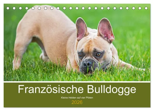 CALVENDO Wandkalender Französische Bulldogge - Kleine Helden auf vier Pfoten (Tischkalender