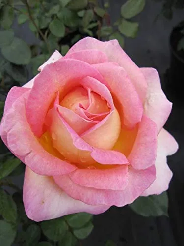 Edelrose Elle® - Rosa Elle® - Teehybride - Duftrose der Provence - Meilland-Rose