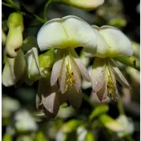 Produktbild Japanische Schnurbaum 125-150cm