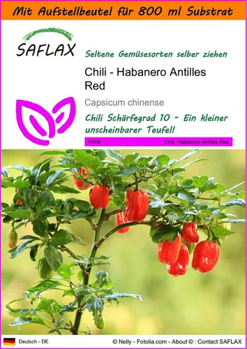 SAFLAX Gemüsesamen SAFLAX - Garden in the bag - Chili - Habanero Antilles Red