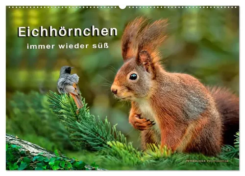 Peter Roder | Eichhörnchen - immer wieder süß (Wandkalender 2026 DIN A2) - Wandkalender 2026 mit bezaubernden Eichhörnchen-Motiven. Ideal für Naturliebhaber und als Geschenk. Format: DIN A2, 14 Seiten, hochwertige Druckqualität.