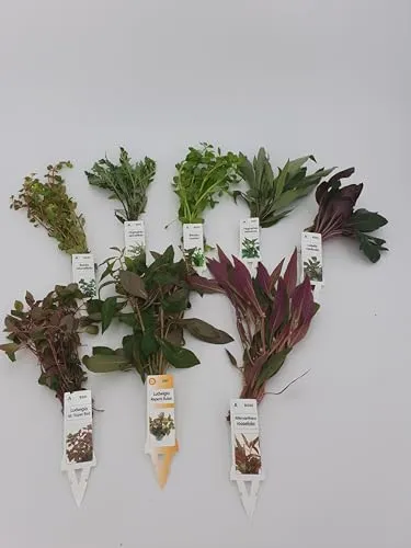 Wasserpflanzen Aquarium 3 schöne teils rote verschiedene Bundpflanzen im Set + 2 kleine Mooskugeln 1-2 cm