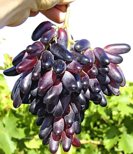 BALDUR Garten Weinreben Tafeltraube 'Souvenir®' - Entdecken Sie die köstliche, winterharte Tafeltraube mit zuckersüßen Beeren! Ideal für den Garten, pflegeleicht und robust. Genießen Sie die reiche Ernte im September.