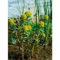 Euphorbia Palustris Teichlaterne Sumpf Wolfsmilch Ca. 9x9 cm Topf