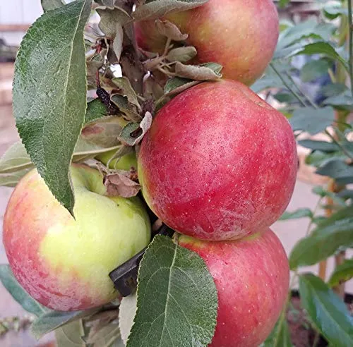 Säulenapfel `Starcats´ (S) im Topf, 100-120cm, Terassenobst