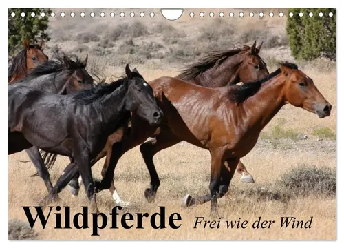 Wildpferde: Frei wie der Wind - Wandkalender 2026 - Hochwertiger Fotokalender mit 12 beeindruckenden Bildern von Wildpferden, ideal für jeden Raum. Robuste Spiralbindung und umweltfreundliches Papier, perfekt als Geschenk für Tierliebhaber.