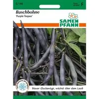 SAMEN PFANN Buschbohne Purple Teepee