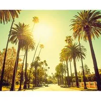 Komar Wandbild Palm Alley 50 x 40 cm