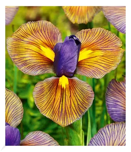 BALDUR-Garten Pflanzen von BALDUR-Garten