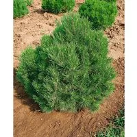Pinus Mugo Allgäu Bergkiefer Kompakt 20–25 cm - Kompakte Bergkiefer für pflegeleichte Gärten. Immergrün, mit dichten Nadeln und einer schönen, kissenförmigen Silhouette. Ideal für Gruppenpflanzungen, Kübel und strukturgebende Hecken.