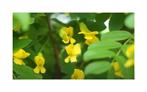 Stk - 10x Caragana arborescens Gemeiner Erbsenstrauch Garten Pflanzen - Samen ID1161 - Seeds & Plants Shop by Ipsa