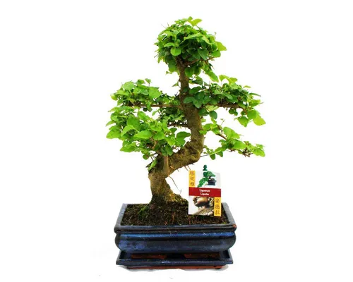 Exotenherz Bonsai Chinesischer Liguster - Ligustrum sinensis, 8 Jahre alt - Zimmerpflanze mit Giessanzeige: Der Chinesische Liguster zeigt, wann er Durst hat. Ein einzigartiger Bonsai, ideal für Pflanzenliebhaber, die Wert auf Pflegeleichtigkeit legen.