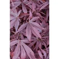 Acer palmatum 'Shaina' - Japanischer Fächerahorn - Ziergehölze mit intensiver roter Blattfärbung, ideal für kleine Gärten oder Terrassen. Winterhart und pflegeleicht, fördert er die Biodiversität durch Nahrungsquelle für Bestäuber.