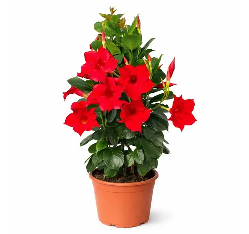 Mandevilla Dipladenia Trichterblüte Pyramidenform 14cm Topf rot - Die Mandevilla Dipladenia ist eine auffällige Kletterpflanze mit leuchtend roten Blüten. Ideal als Zierpflanze für Gärten oder Terrassen, besticht sie durch ihre pyramidenförmige Wuchsform und sorgt für attraktive Akzente im Außenbereich.