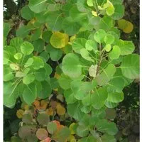Perückenstrauch Old Fashioned 60-80cm - Cotinus coggygria