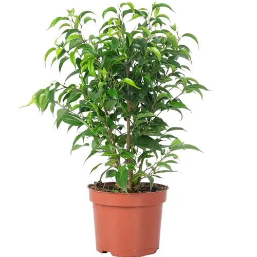 Birkenfeige 'Natasja' verzweigt - pflegeleichte Zimmerpflanze, Ficus benjamini - Höhe ca. 30 cm, Topf-Ø 12 cm