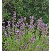 Produktbild Echter Salbei Würzburg - Salvia officinalis