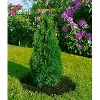 Thuja occidentalis 'Holmstrup' 30-40 cm - Schlanker Lebensbaum - Die Thuja occidentalis ‘Holmstrup’ ist ein immergrüner Lebensbaum mit eleganter, schlanker Wuchsform. Ideal für schmale Gartenräume, bietet sie ganzjährig Struktur und frisches Grün. Pflegeleicht und windfest, perfekt für Hecken und Kübel.