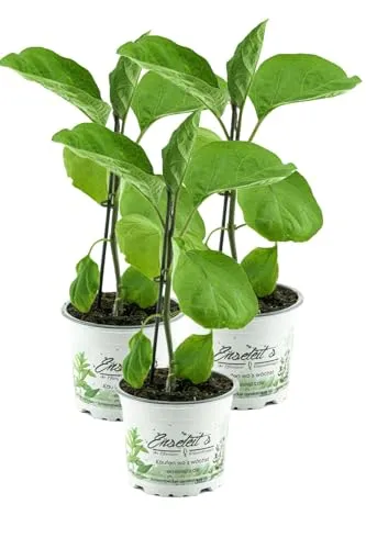 Produktbild 3er Set Aubergine Pflanze (Solanum melongena)