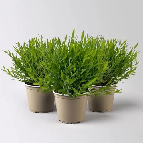 Zimmerbambus, Topf-Ø 12cm, 3 Pflanzen von Pflanzen-Kölle