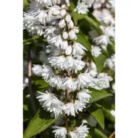 Deutzia Scabra Falscher Jasmin 60- 80 cm