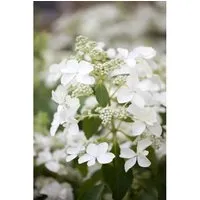 Rispenhortensie Butterfly R 40-60 cm - Blühende Zimmerpflanzen, winterhart und pflegeleicht mit großen, cremeweißen Blüten von Juli bis September, ideal für Rabatten und bienenfreundlich.