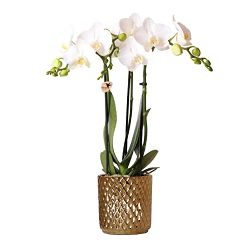 Exotenherz Weiße Phalaenopsis-Orchidee Amabilis im Diamant-Dekotopf - Zimmerpflanze mit strahlend weißen Blüten und 2-3 kräftigen Zweigen, geliefert im eleganten 9 cm Diamond Metallic-Topf – ein echter Blickfang für Ihr Zuhause!