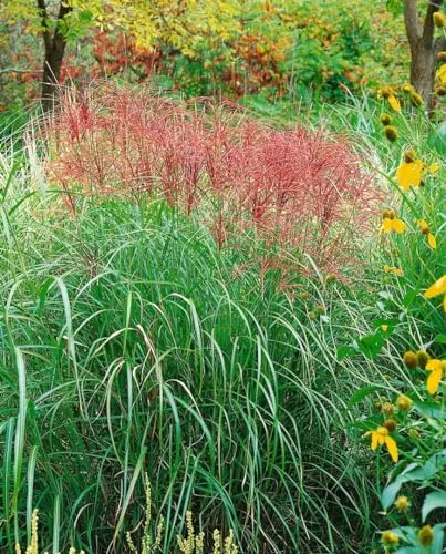 Pflanzen für Dich Gräser Miscanthus sin. Red Chief - Elegantes Chinaschilf mit Rote Ähren - Gräser - Miscanthus sinensis ‘Red Chief’ ist ein dekoratives Ziergras mit rötlichen Blütenrispen, das im Herbst in warme Farben wechselt und als Sichtschutz auf Terrasse und Balkon ideal ist.
