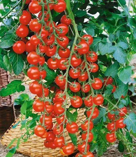 BALDUR Garten 2x Veredelte Kirsch-Tomate 'Rubylicious' F1 in rot von BALDUR-Garten