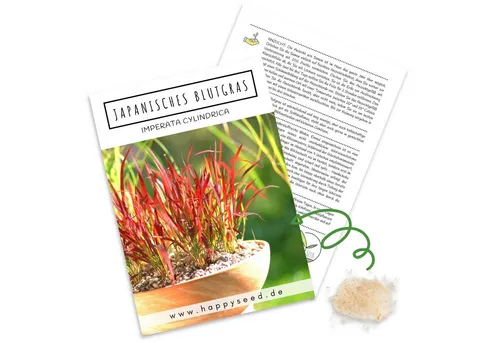 HappySeed Blumensamen Japanisches Blutgras Samen - Imperata cylindrica, Blumen