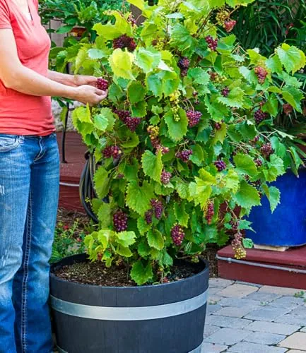 BALDUR-Garten Pflanzen von BALDUR-Garten