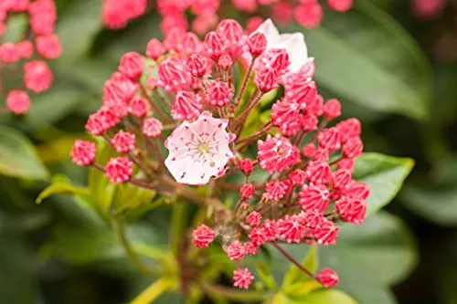 Pflanzen für Dich Gehölze Kalmia lat. 'Peppermint' - Bienenfreundliche Lorbeerrose - Ziergehölze, immergrüne Kalmia latifolia 'Peppermint' mit einzigartigen rosa Blüten, minimalen Pflegeansprüchen und bienenfreundlicher Natur, perfekt für schattige Gärten.