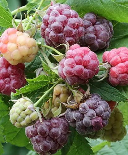 Pflanzen Lila von ARTland