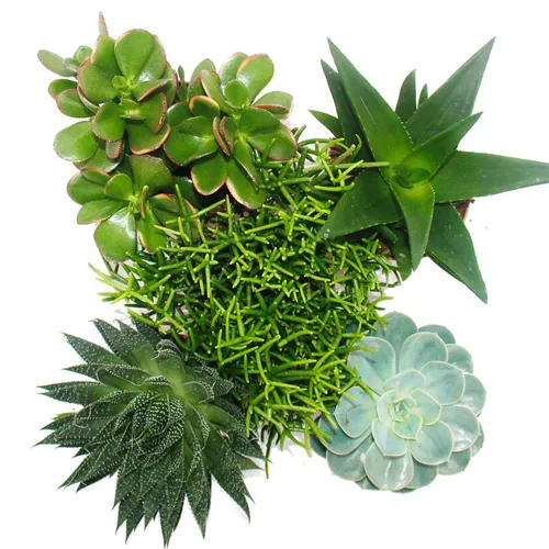 Exotenherz Kaktus Set: 5 Sukkulenten im 12cm Topf - Zimmerpflanzen Set mit fünf beliebten Sukkulenten, ideal für Anfänger und perfekt zum Start einer grünen Sammlung.